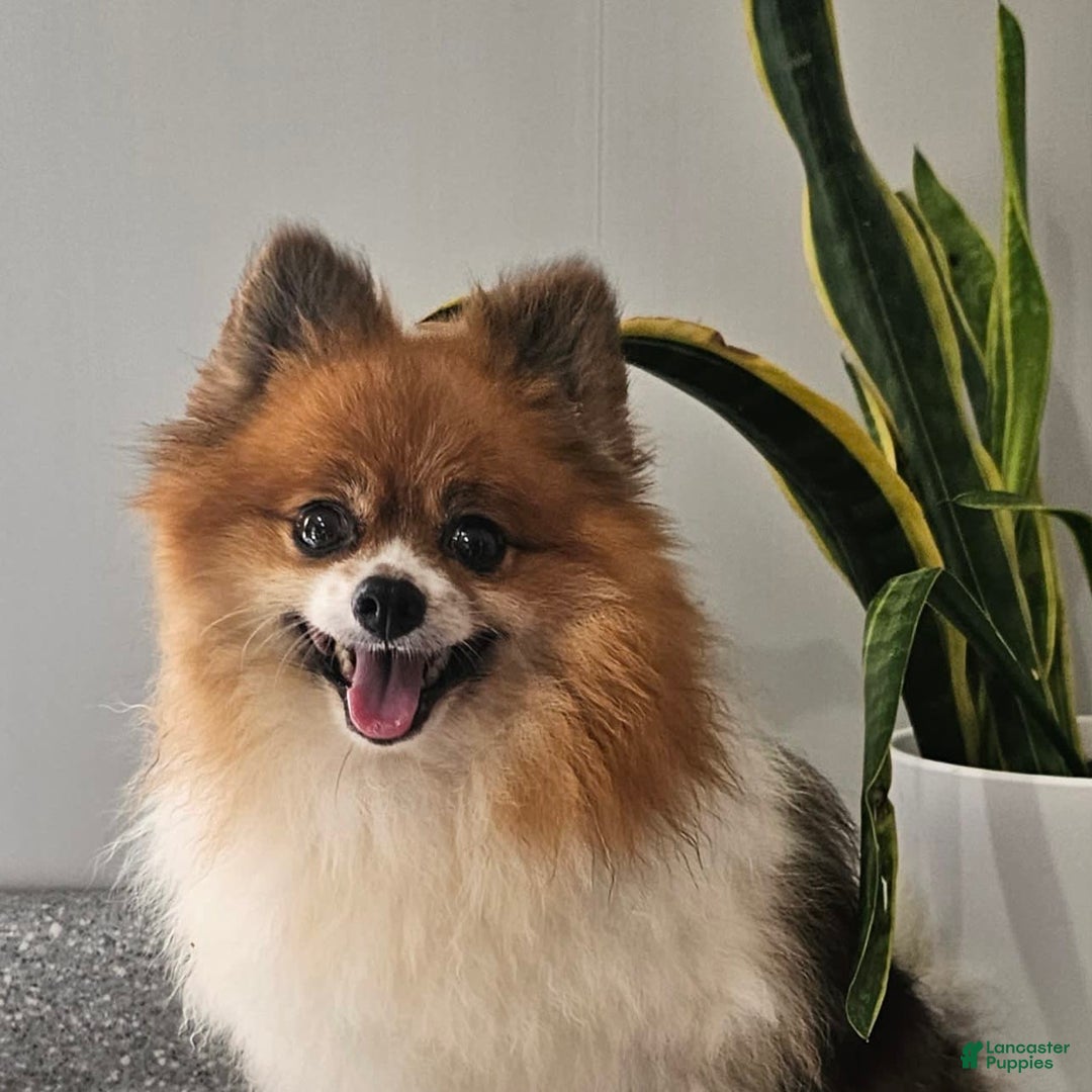 Pomeranian dogs for sale: Cuddles - Image 5