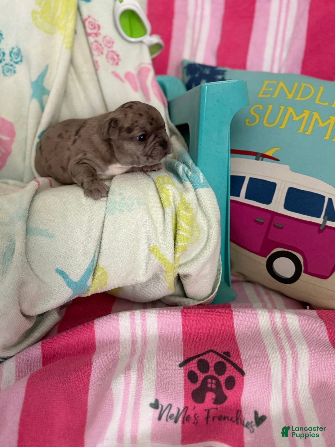 French Bulldog dogs for sale: Akc Blue Merle - Image 21