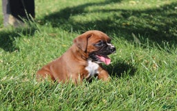 Boxer dogs for sale: Ashley - Image 8