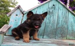 German Shepherd dogs for sale: Bruno - Image 2