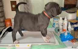 American Bully dogs for sale: Boss Baby - Image 1