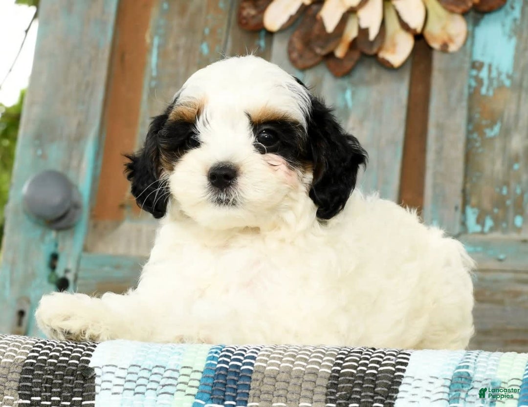 Cavapoo dogs for sale: Puncho - Image 4