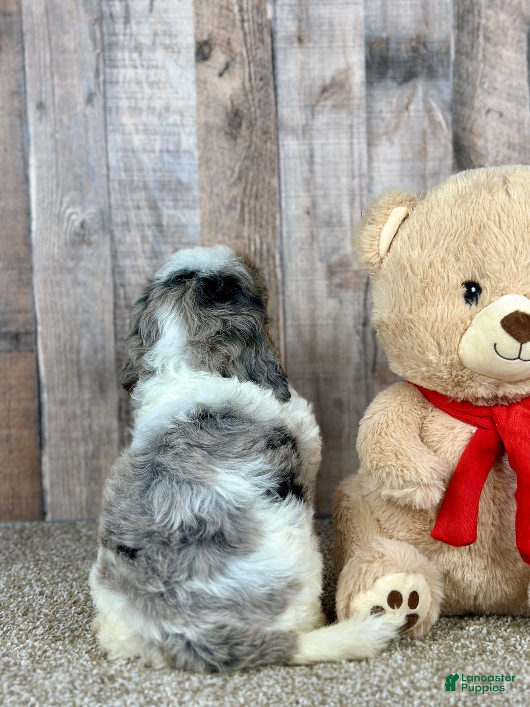 Cavapoo dogs for sale: Baxter - Image 4
