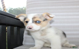 Welsh Corgi Pembroke dogs for sale: Luna - Image 10