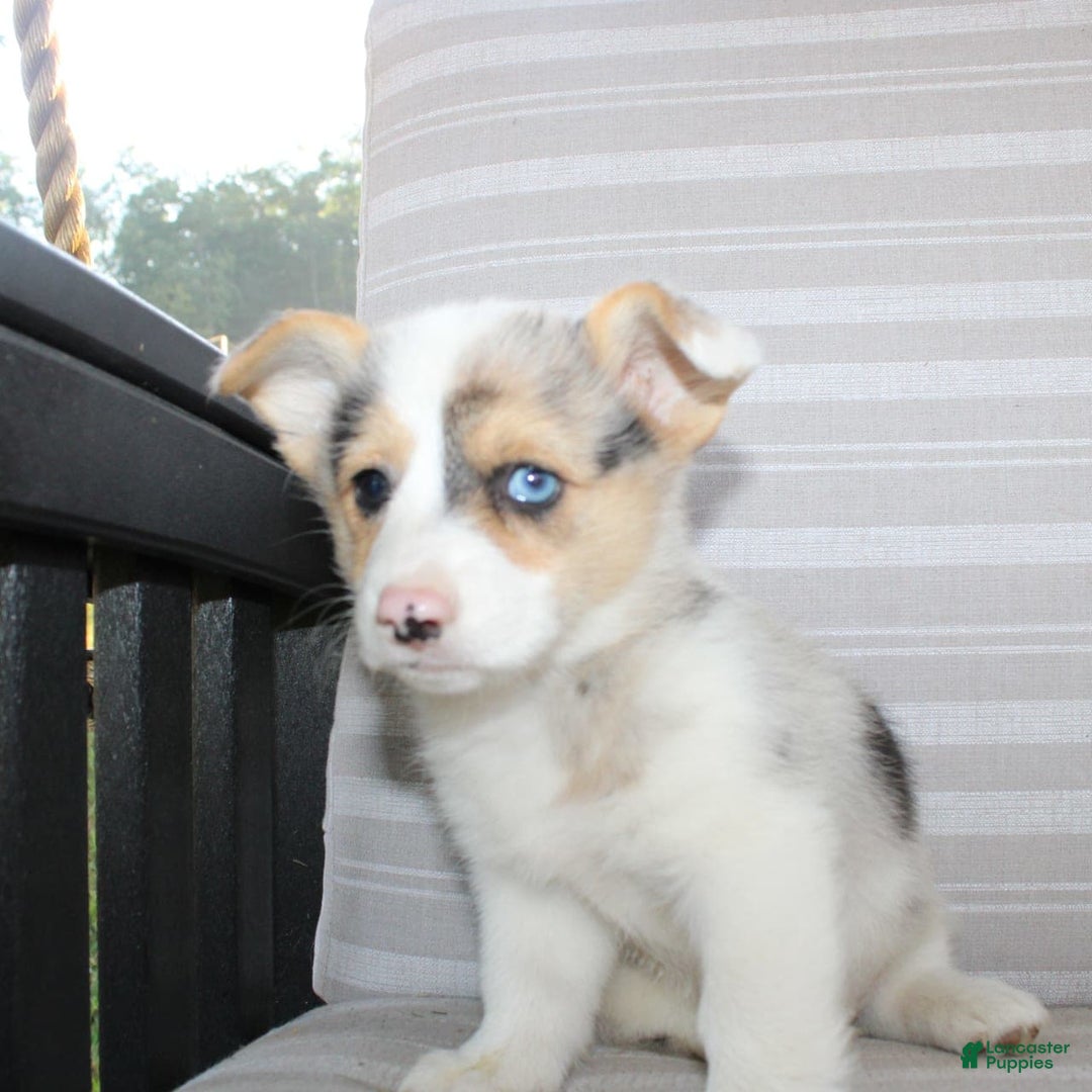 Welsh Corgi Pembroke dogs for sale: Luna - Image 10