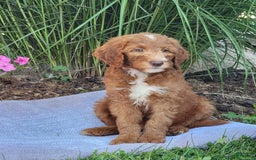 Goldendoodle dogs for sale: Ricky - Image 7