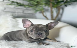 French Bulldog dogs for sale: Izzy - Image 9