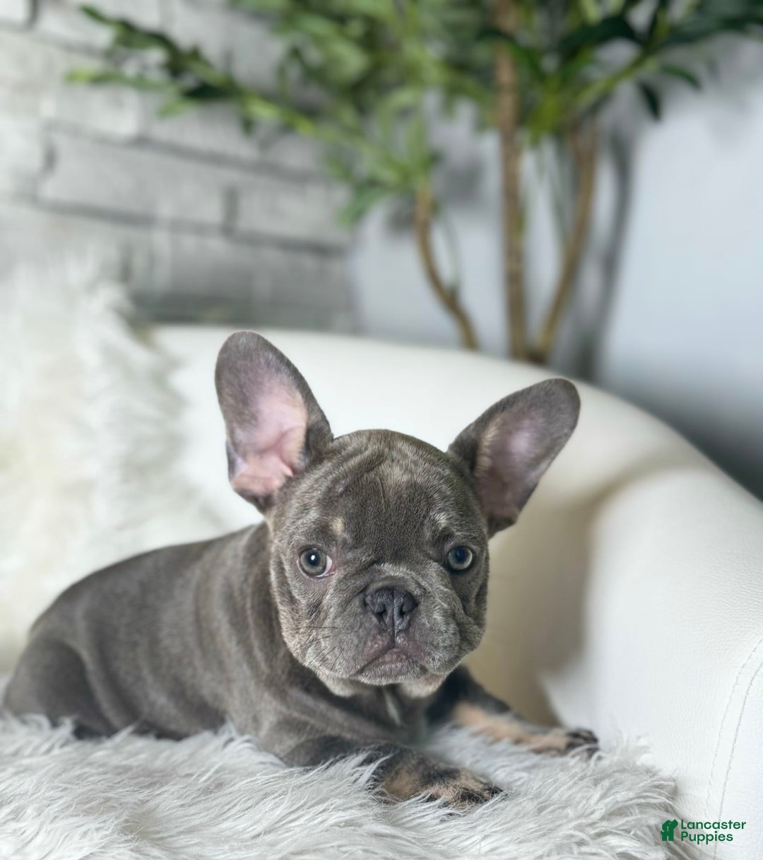 French Bulldog dogs for sale: Izzy - Image 9