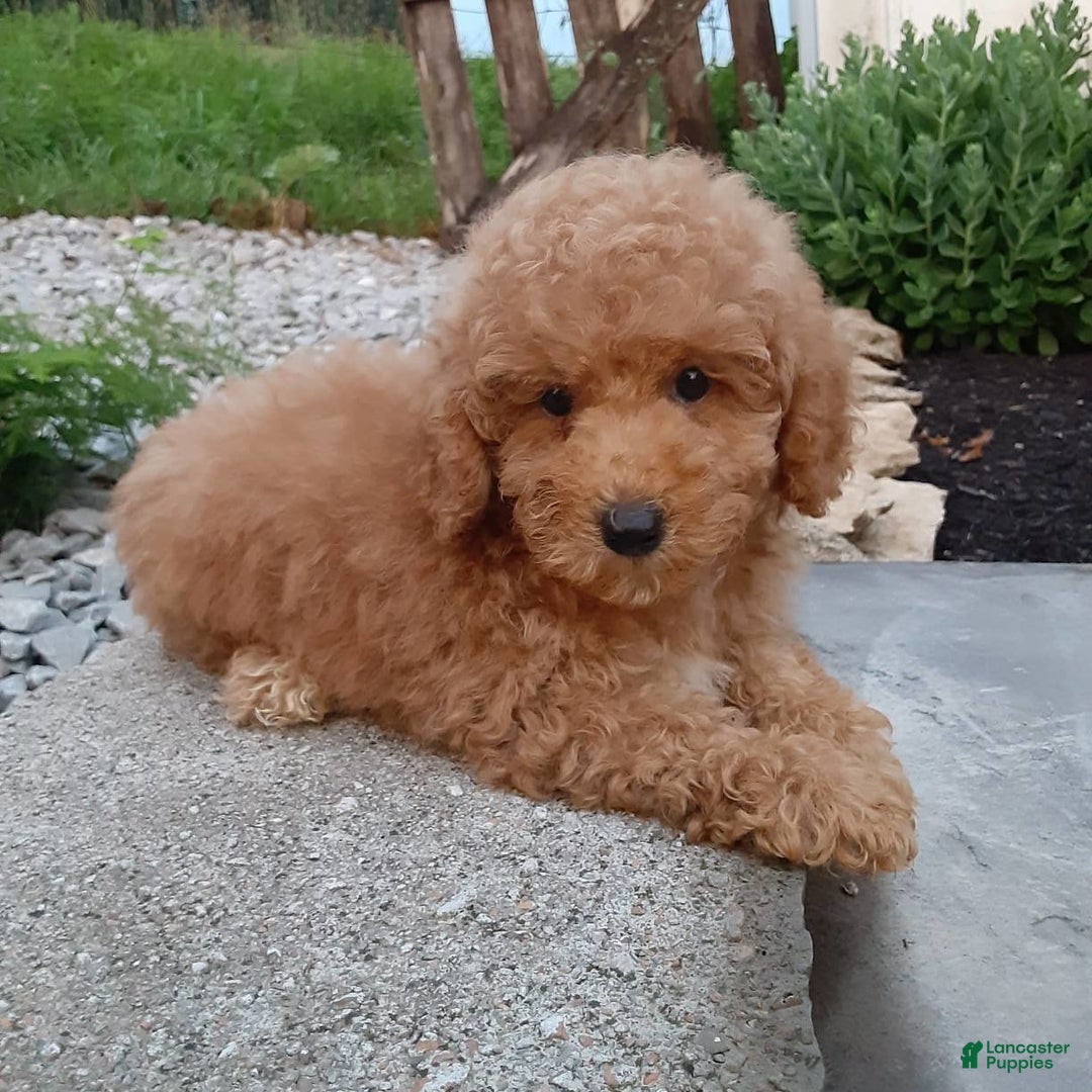 Bichpoo dogs for sale: Benson - Image 18