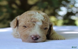 Standard Poodle dogs for sale: London Moyen - Image 13