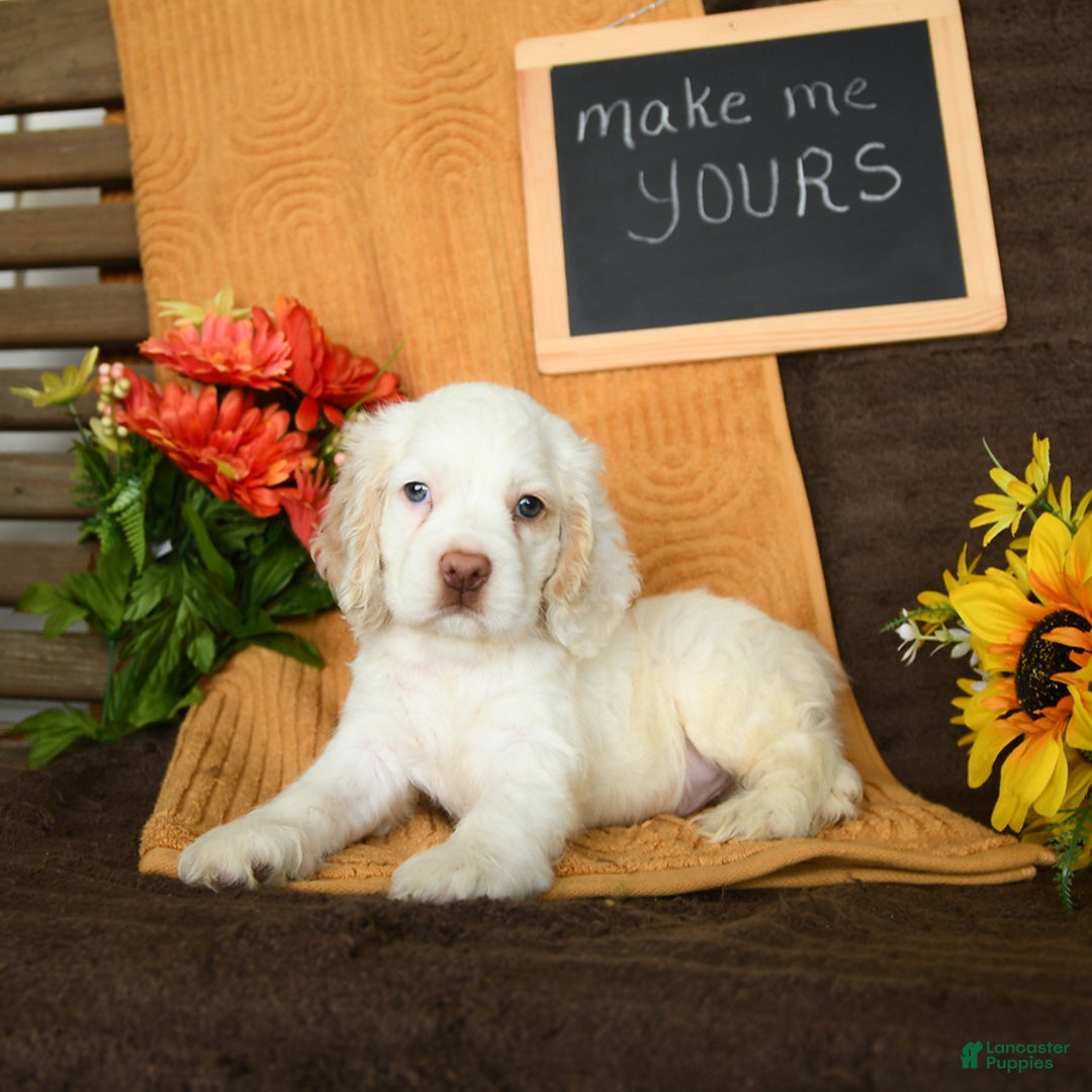 Cocker Spaniel dogs for sale: Pogo - Image 9
