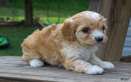 Cavapoo dogs for sale: Violet - Image 2