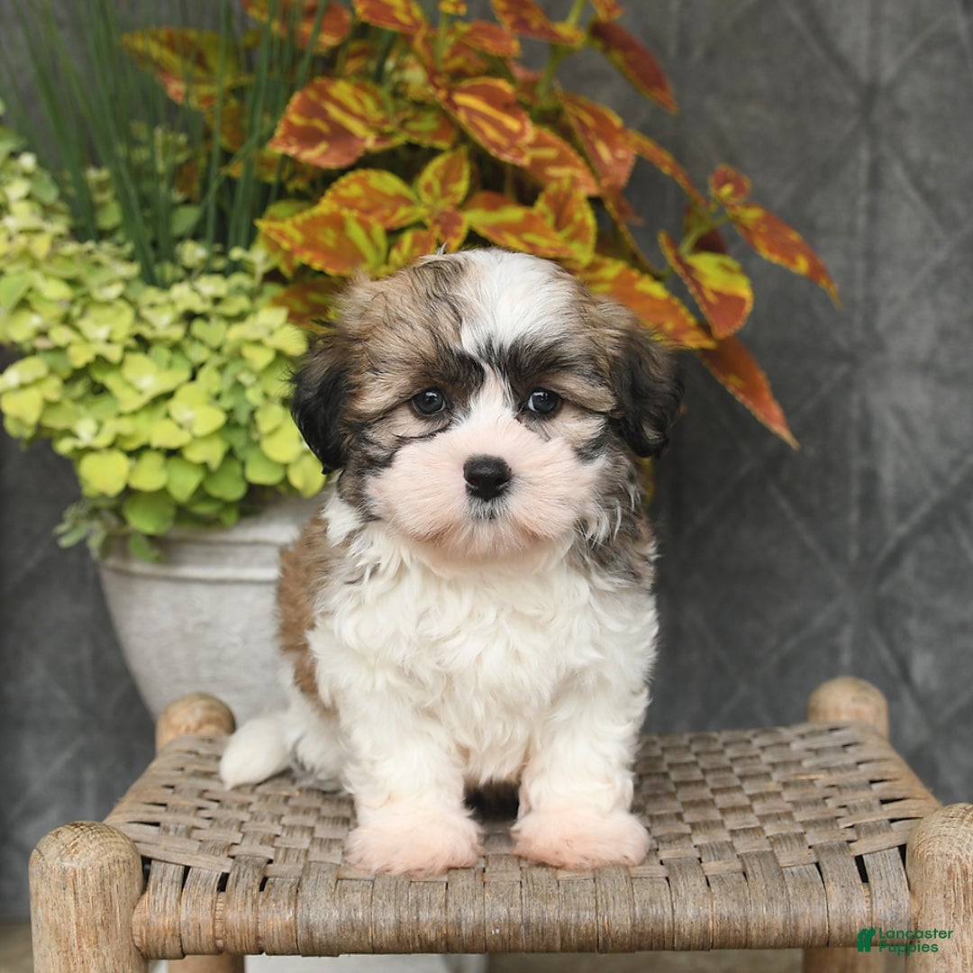 Malshi dogs for sale: Piper - Image 5