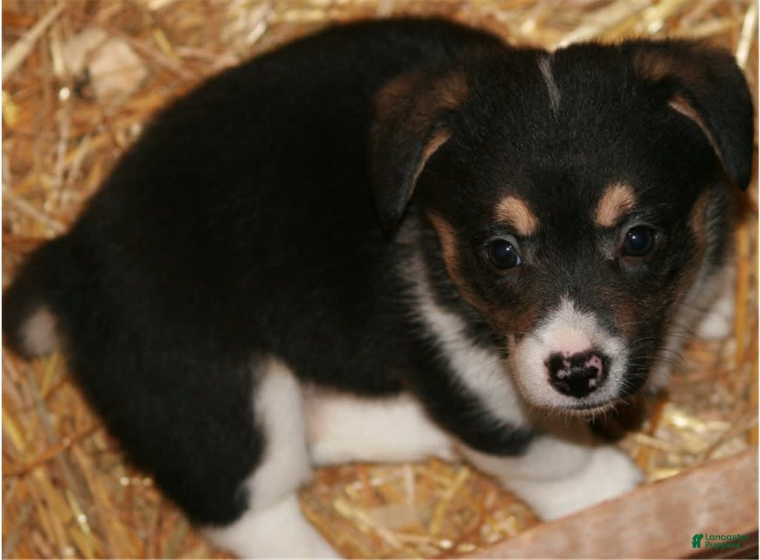 Welsh Corgi Pembroke dogs for sale: Maple - Image 3