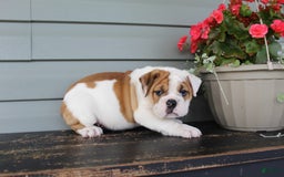 English Bulldog dogs for sale: Raspberry - Image 5