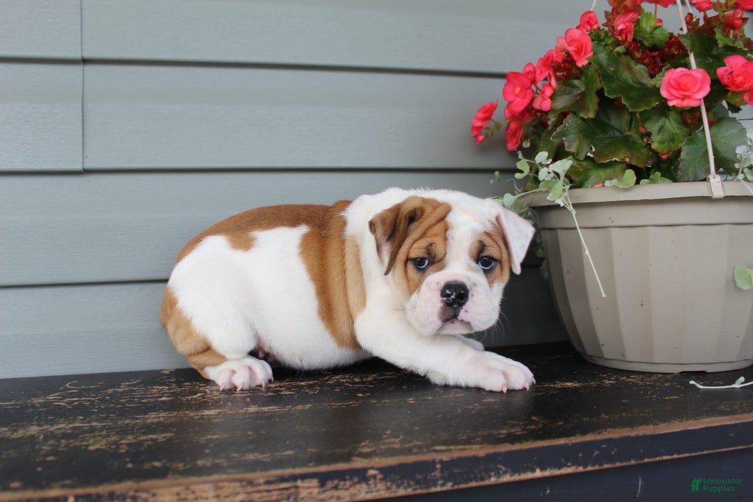 English Bulldog dogs for sale: Raspberry - Image 5