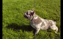 French Bulldog dogs for sale: Akc Flora - Image 7