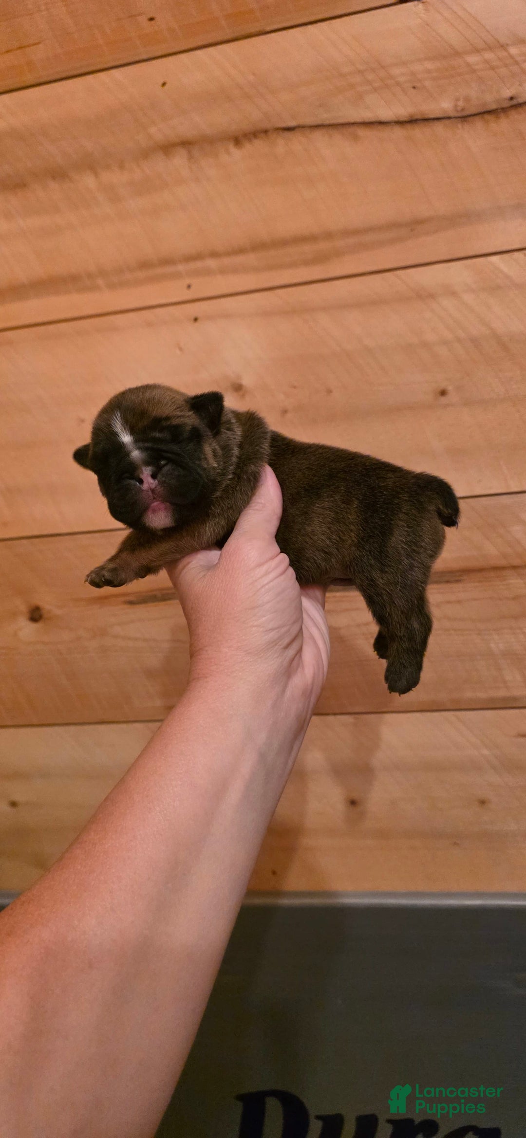 Olde English Bulldogge dogs for sale: Bugzy - Image 1