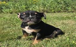 Olde English Bulldogge dogs for sale: George - Image 7