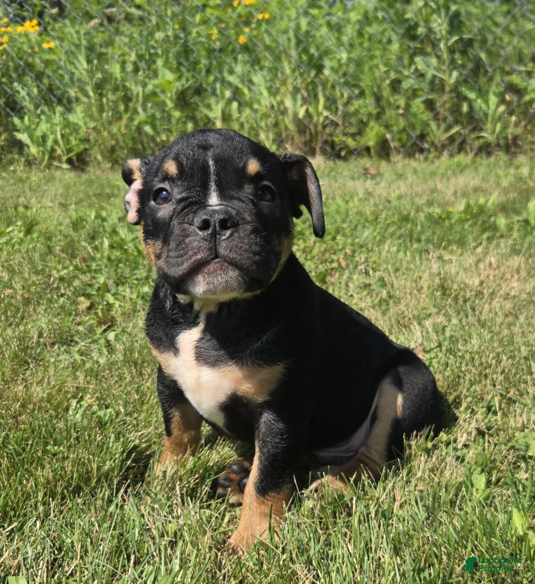 Olde English Bulldogge dogs for sale: George - Image 7