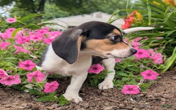 Beagle dogs for sale: Chocolate - Image 4