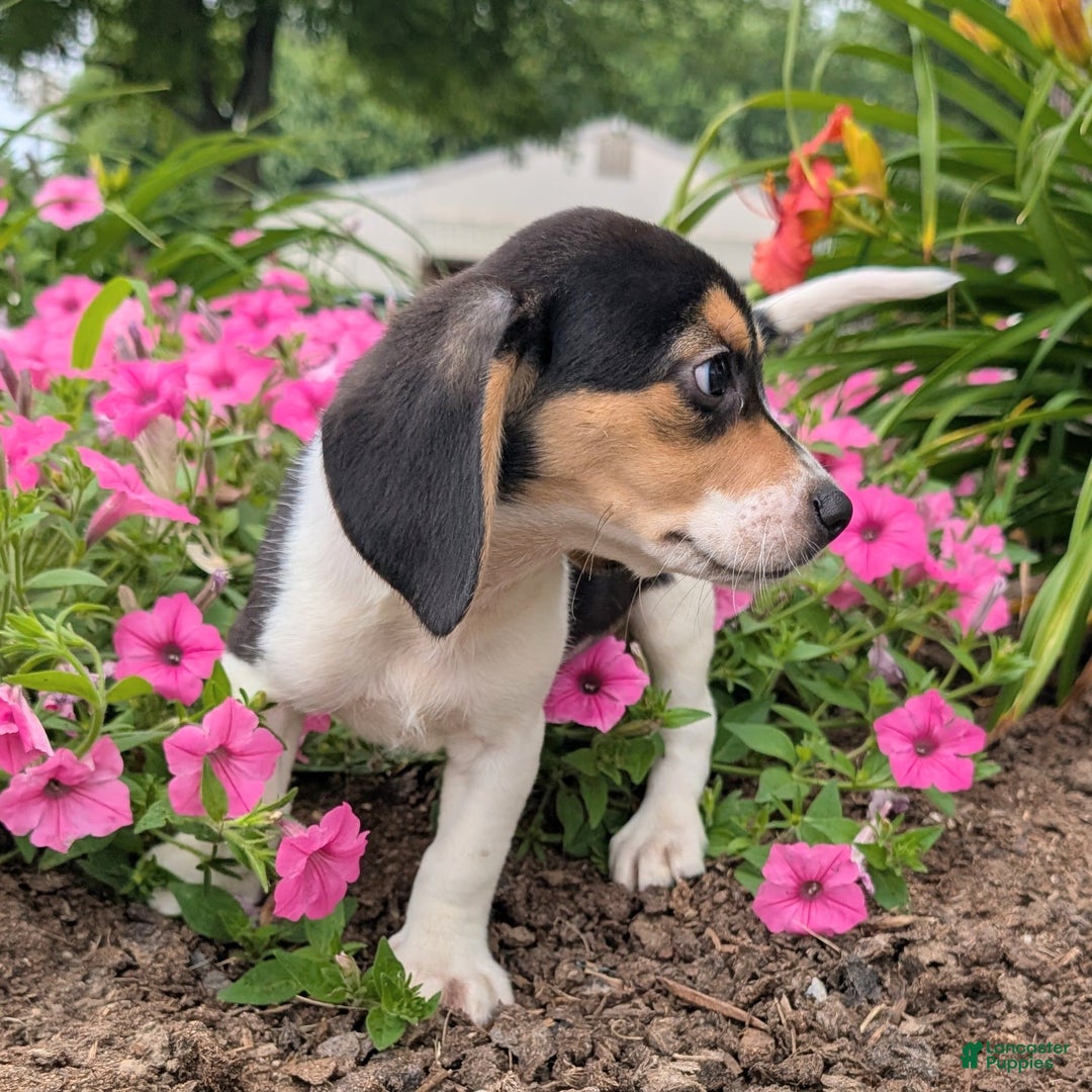 Beagle dogs for sale: Chocolate - Image 4