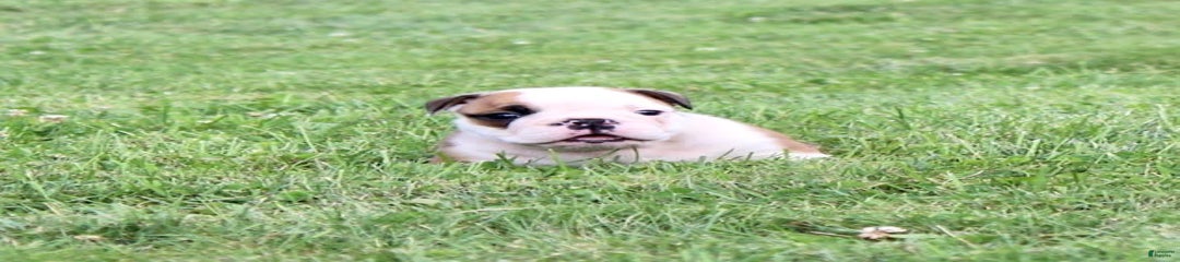 Winston
