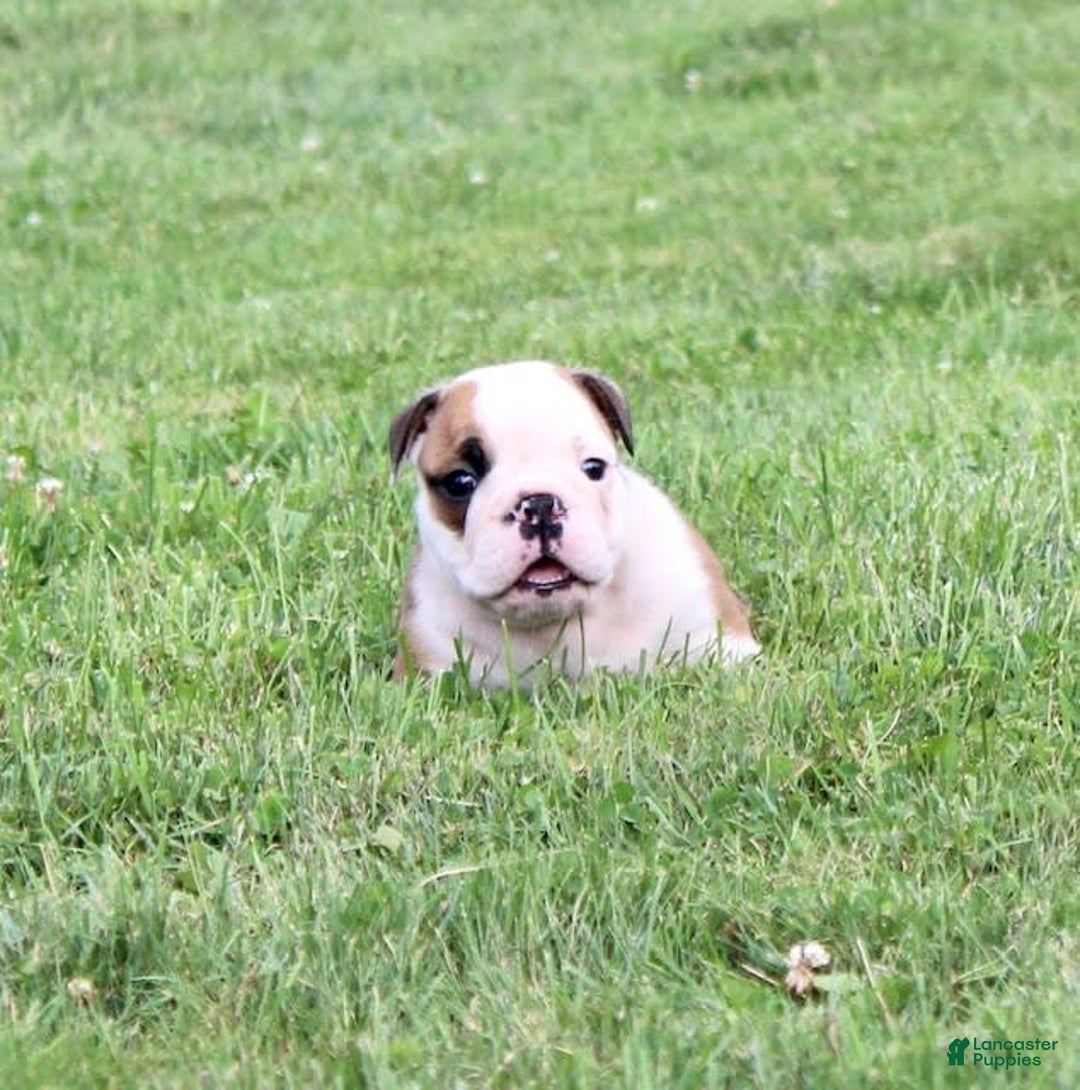English Bulldog dogs for sale: Winston - Image 3