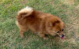 Pomeranian dogs for sale: Abbigail - Image 13