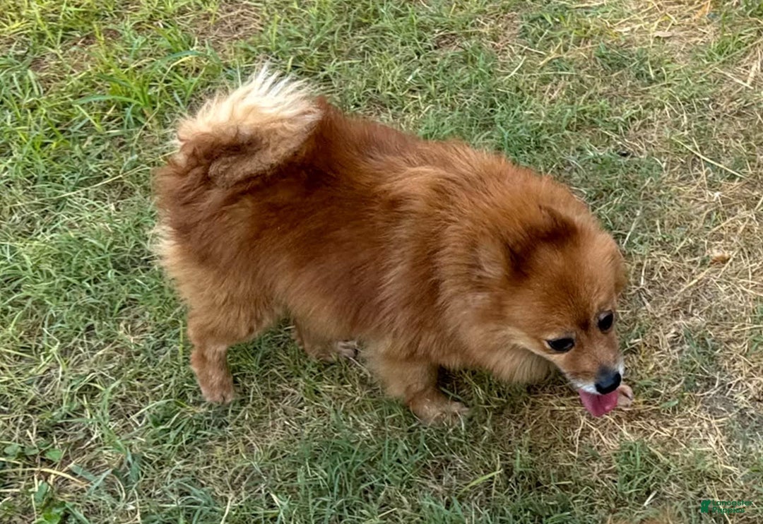 Pomeranian dogs for sale: Abbigail - Image 13