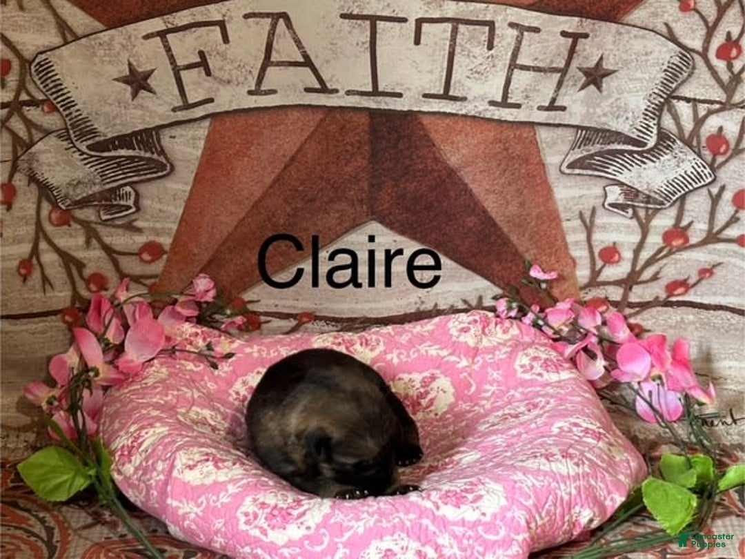German Shepherd dogs for sale: Claire - Image 3