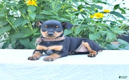 Miniature Pinscher dogs for sale: Cathy - Image 1