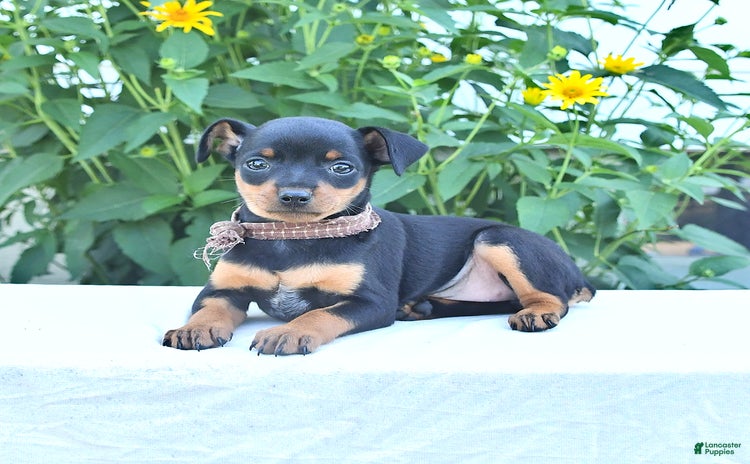 Miniature Pinscher dogs for sale - Ad 3