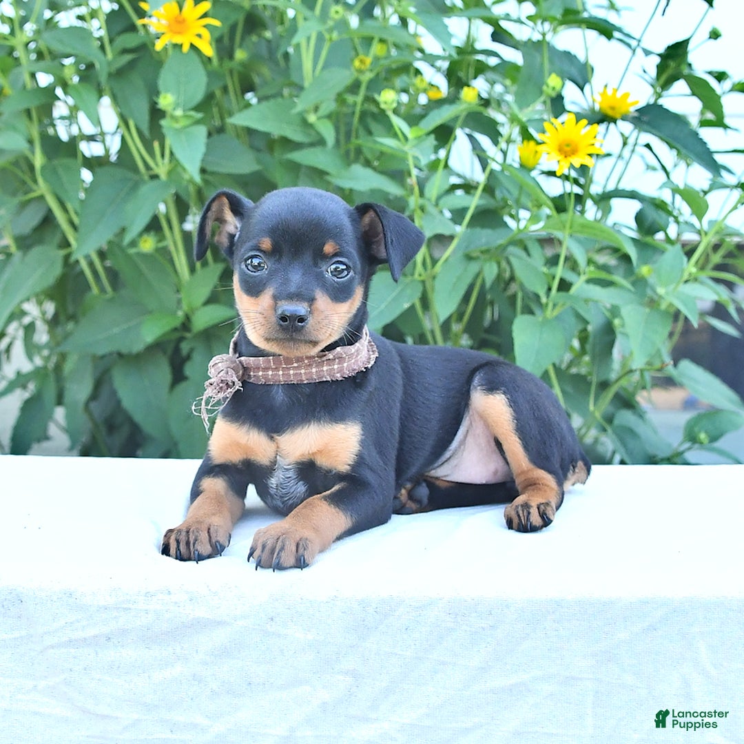 Miniature Pinscher dogs for sale: Cathy - Image 1