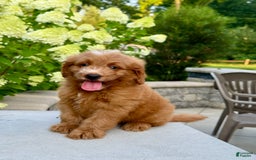 Mini Goldendoodle dogs for sale: Kaylor - Image 12