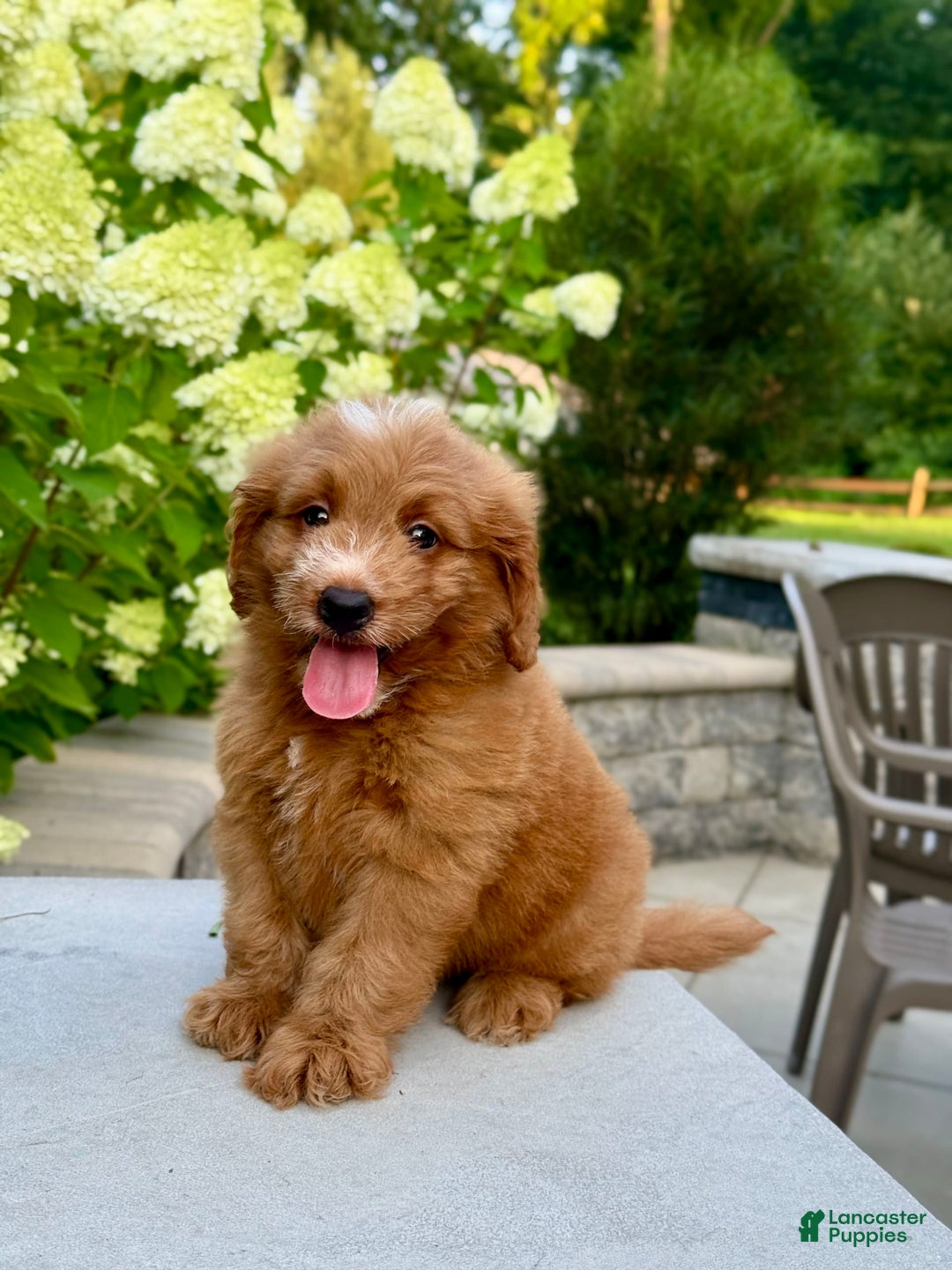 Mini Goldendoodle dogs for sale: Kaylor - Image 12