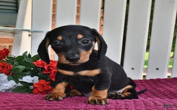 Miniature Dachshund dogs for sale: Mickey - Image 5