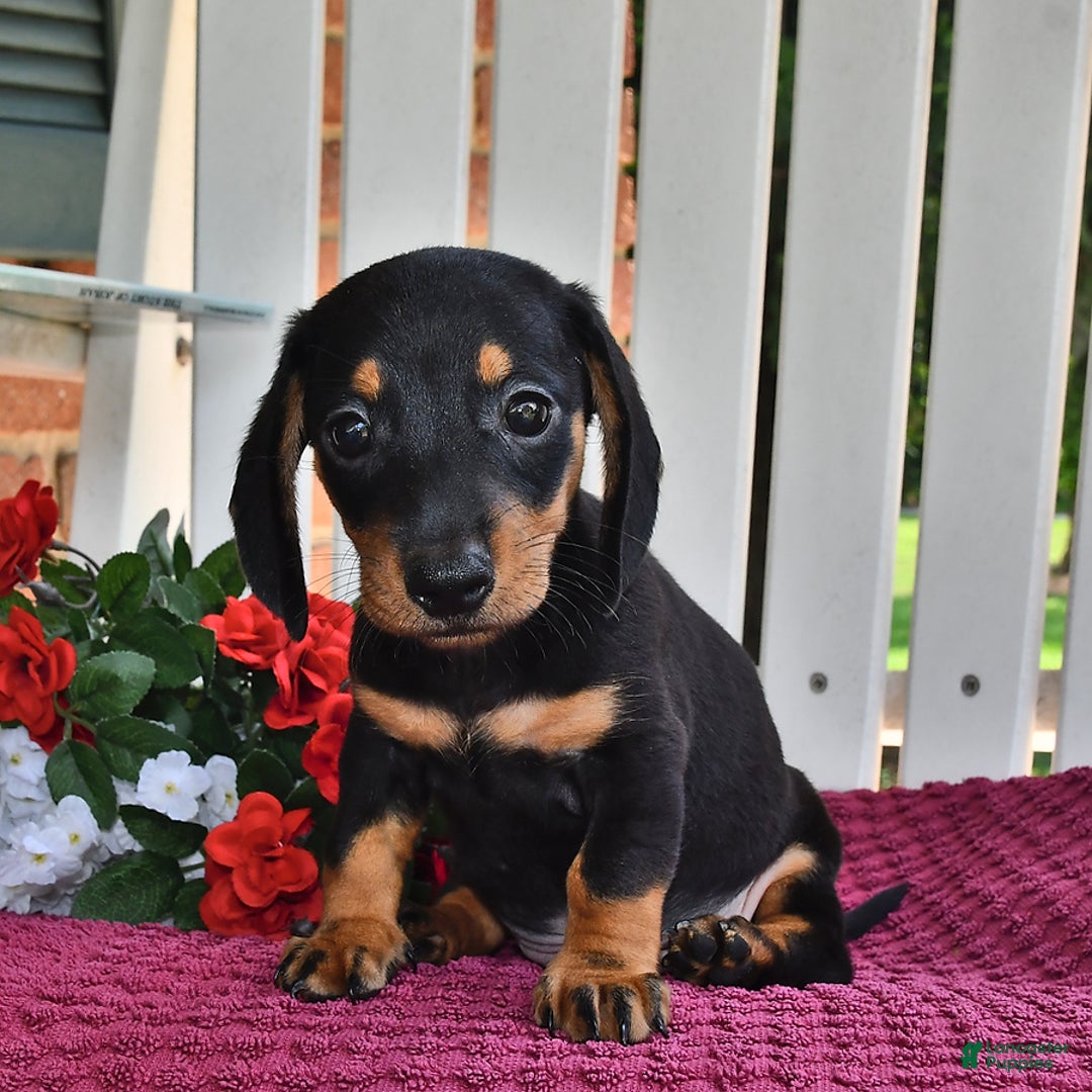 Miniature Dachshund dogs for sale: Mickey - Image 5