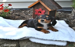 Miniature Dachshund dogs for sale: Minnie - Image 5