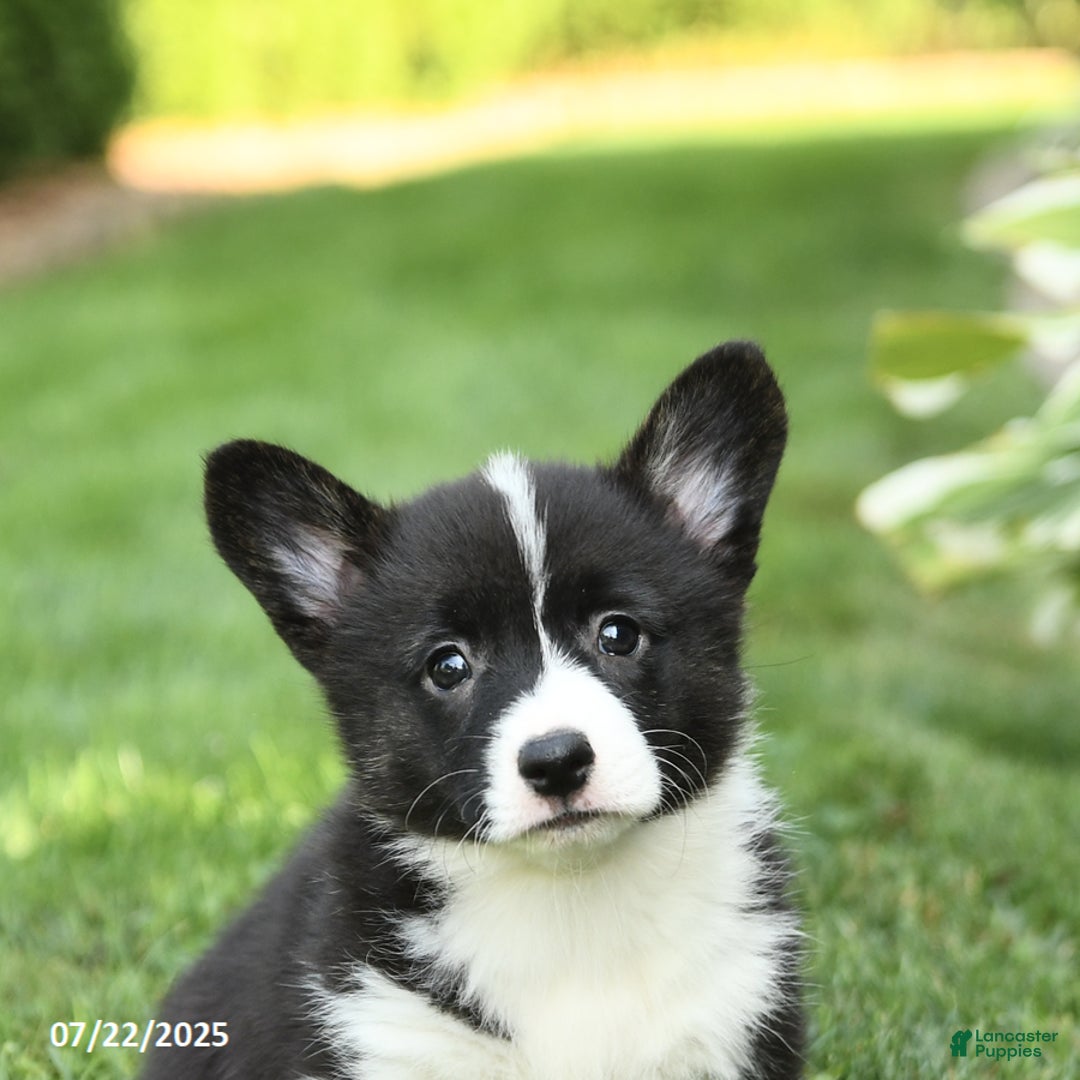 Welsh Corgi Pembroke dogs for sale: Flora - Image 2