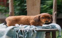Miniature Dachshund dogs for sale: Danny - Image 2