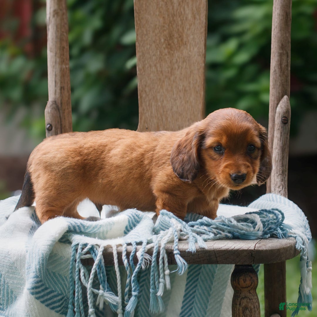 Miniature Dachshund dogs for sale: Danny - Image 2