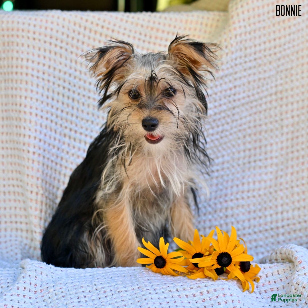 Morkie dogs for sale: Morkie 6 puppies - Image 3