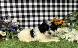 Maltipoo dogs for sale: Daphne - Image 2