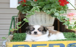 Pomeranian dogs for sale: Felix - Image 1