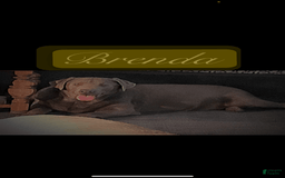Labrador Retriever dogs for sale: Suger - Image 12