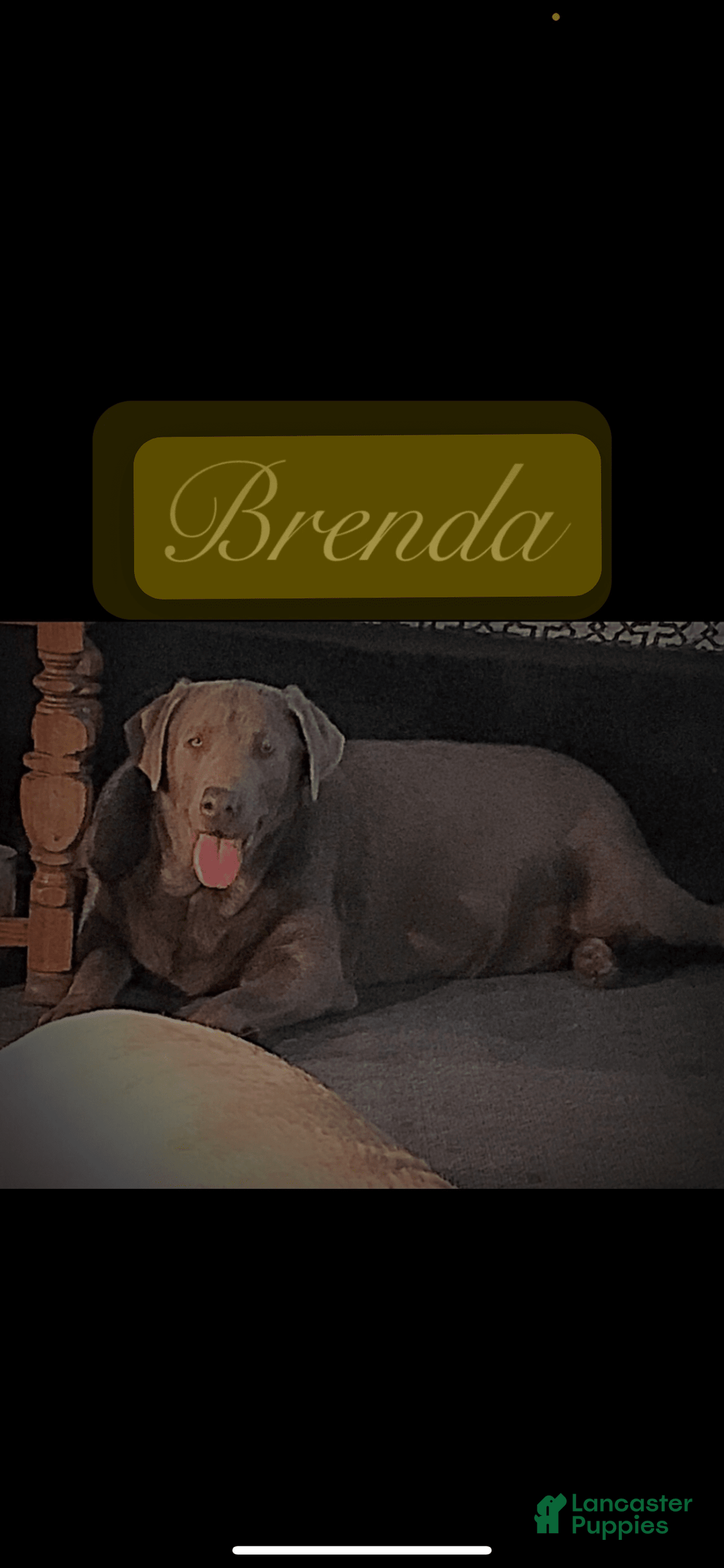 Labrador Retriever dogs for sale: Suger - Image 12