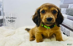 Miniature Dachshund dogs for sale: Ray - Image 2