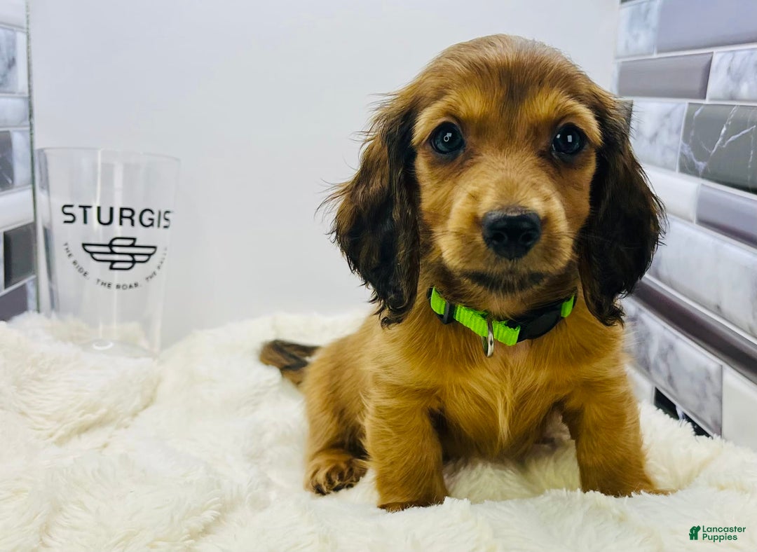 Miniature Dachshund dogs for sale: Ray - Image 2