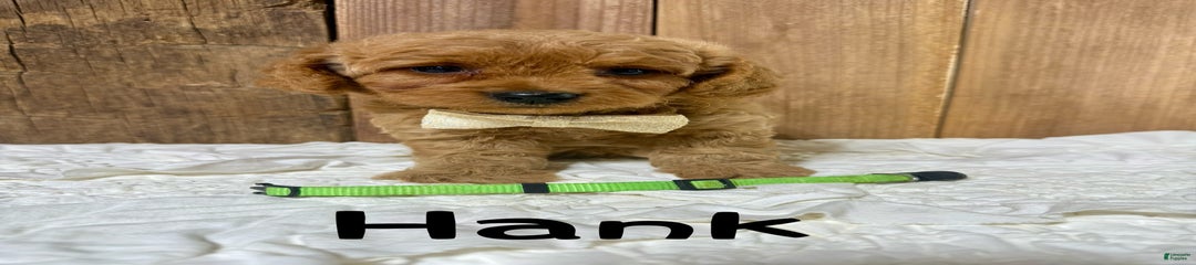 Hank